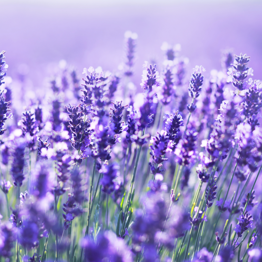 The Therapeutic Power of Lavender and its Essential Oil: Unveiling the Benefits